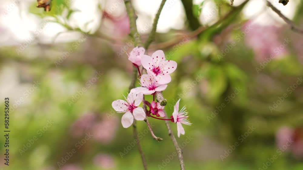 Pink flowers of cherry plum tree. Prunus cerasifera Pink flowers of cherry plum tree. Prunus cerasifera