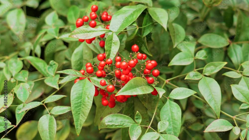 Red berries of Nandina domestica with lush leaves in japanese ornamental garden. Sacred bamboo plant Red berries of Nandina domestica with lush leaves in japanese ornamental garden. Sacred bamboo plant