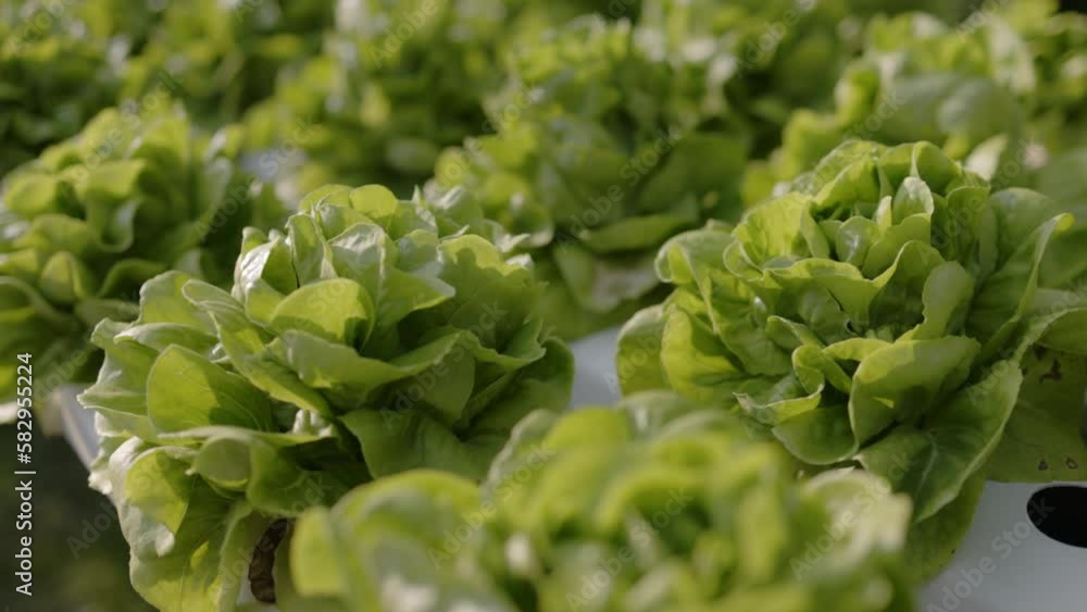 Plot of lettuce grown by hydroponic method Suitable for making salads and food. hydroponic vegetable leaves. Organic food ,agriculture and hydroponic concept. Plot of lettuce grown by hydroponic method Suitable for making salads and food. hydroponic vegetable leaves. Organic food ,agriculture and hydroponic concept.