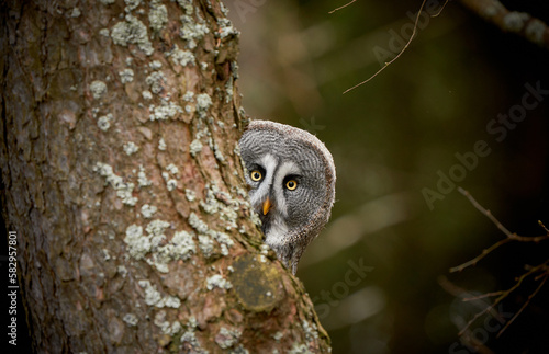 Great grey owl, Strix nebulosa, hidden behind tree trunk