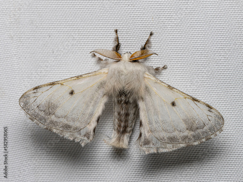 Bivincula moth (a Silk moth) from Darjeeling, India