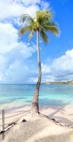 palm tree on the beach