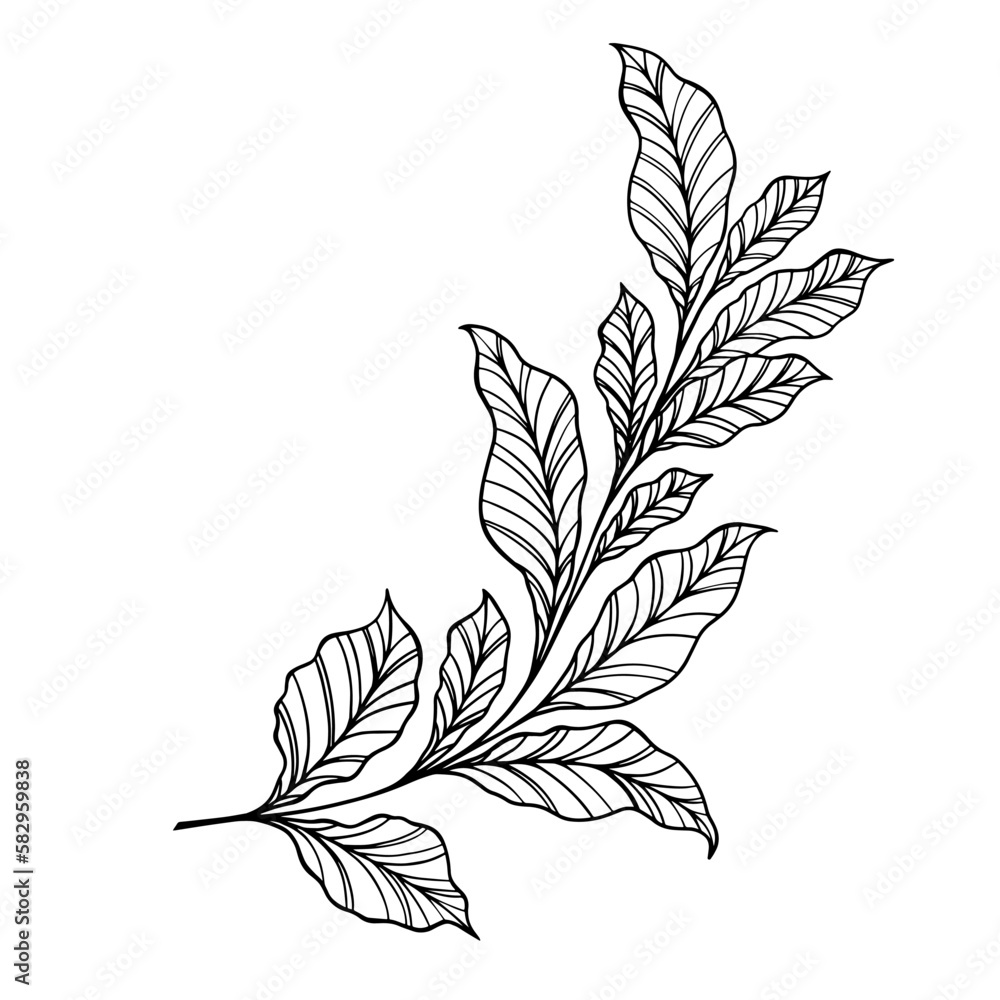 Beautiful leaf vector illustration. Black and white floral vector