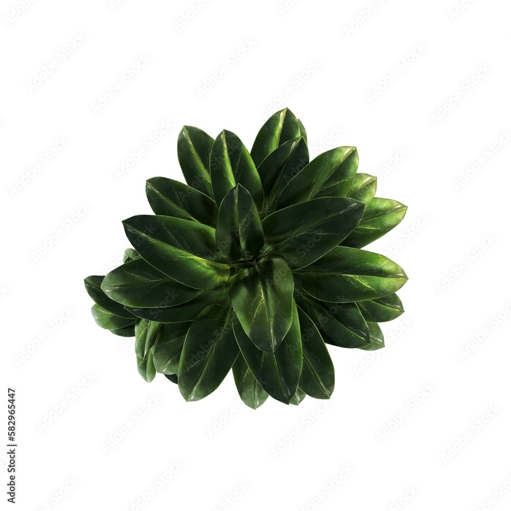 decorative flowers and plants for the interior, top view, isolated on white background, 3D illustration, cg render decorative flowers and plants for the interior, top view, isolated on white background, 3D illustration, cg render