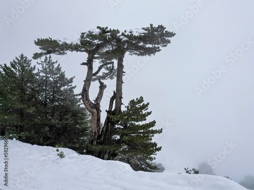 magnificent stance of a century-old pine tree in a misty, misty winter texture photo