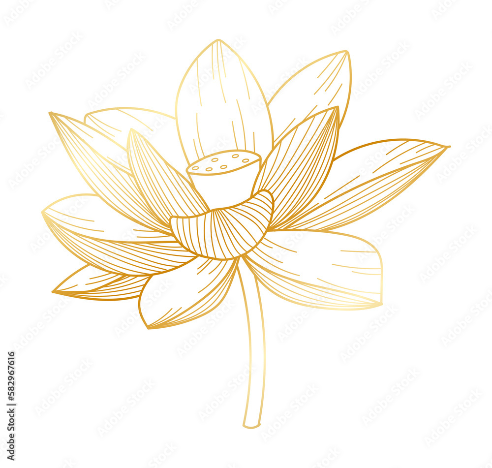 Tropical lotus flower gold line art Tropical lotus flower gold line art