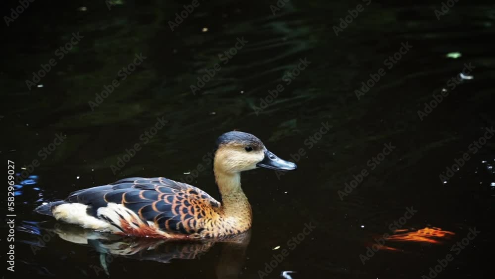 Close up shot of Black-faced whistling duck swimming on the pond - Dendrocygna viduata Close up shot of Black-faced whistling duck swimming on the pond - Dendrocygna viduata