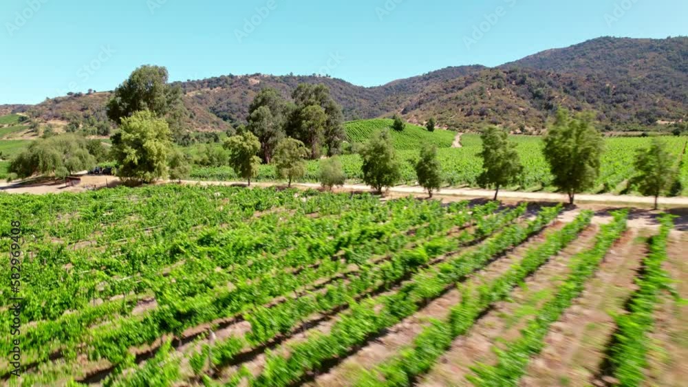 Low aerial shot above ripe vineyards in the Cachapoal Valley region, Chile Low aerial shot above ripe vineyards in the Cachapoal Valley region, Chile