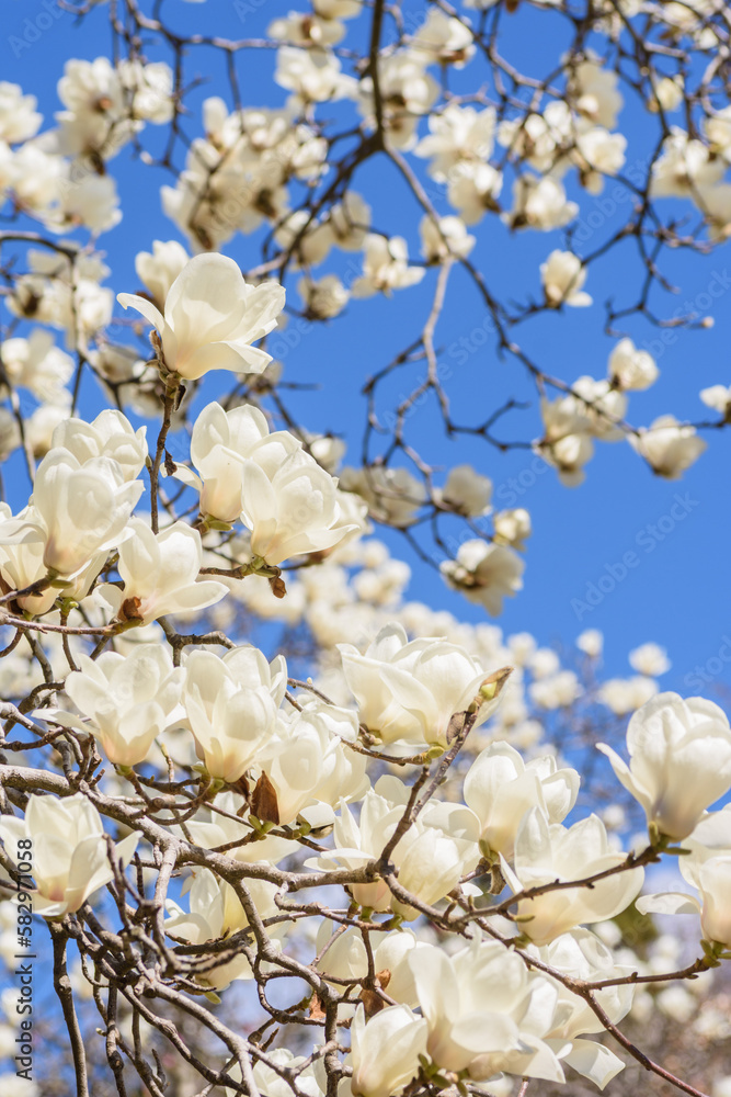 Naklejka premium 早春の花 ハクモクレン