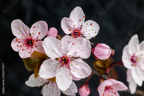 Beautiful and cute pink cherry blossoms sakura flowers in Madrid