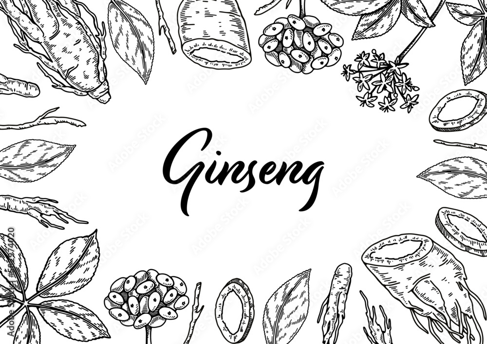Ginseng horizontal design. Hand drawn botanical vector illustration in sketch style. Can be used for packaging, label, badge. Herbal medicine background Ginseng horizontal design. Hand drawn botanical vector illustration in sketch style. Can be used for packaging, label, badge. Herbal medicine background
