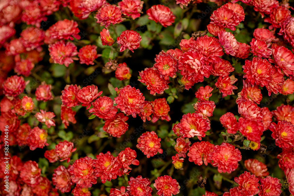 Chrysanthemums, close-up. Red chrysanthemums. Multiflora Chrysanthemums, close-up. Red chrysanthemums. Multiflora