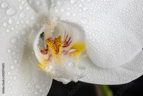 white orchid flower grown in a garden