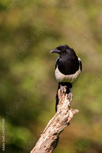 Eurasian magpie (Pica pica) sitting on a branch in spring.