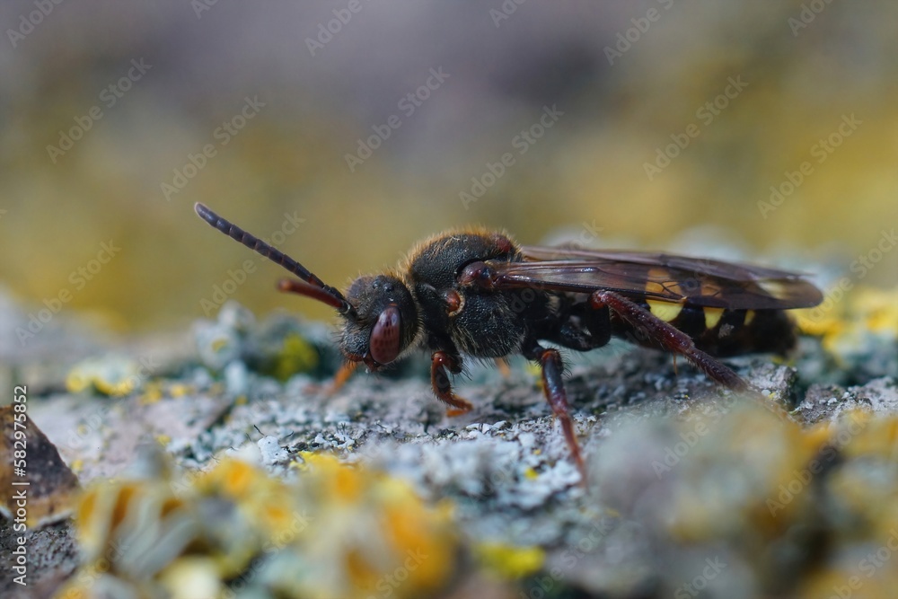 Closeup on a red colored female Early Nomad bee, Nomada leucophthalma sitting on wood Closeup on a red colored female Early Nomad bee, Nomada leucophthalma sitting on wood