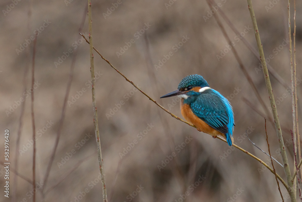 Naklejka premium Eisvogel