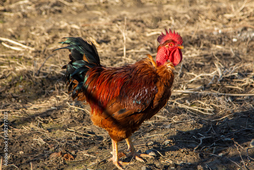 Transylvanian naked neck rooster with speckled orange feathers.