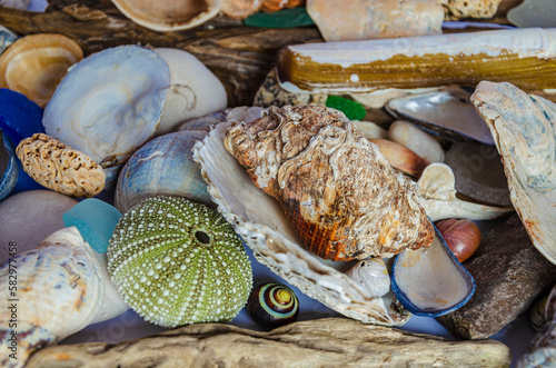 A variety of shells and stones washed up by the tide in Seapark County Down Northern Ireland photo