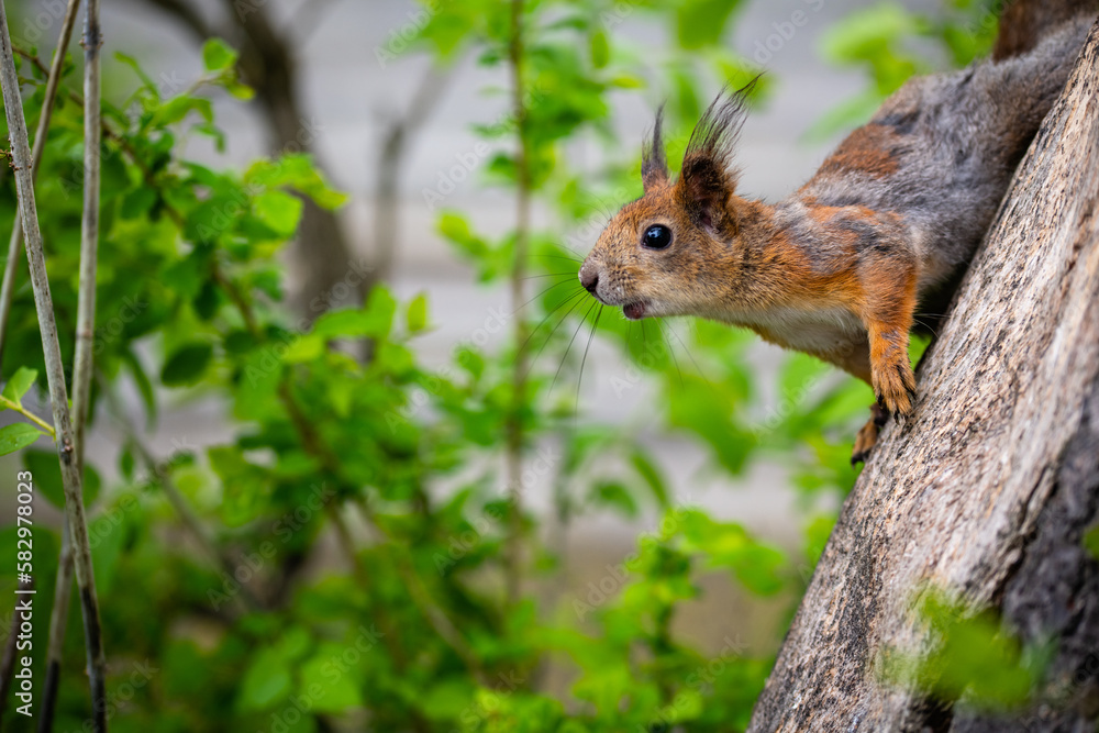 Squirrel in the spring in the city park. The squirrel molts. Squirrel in the process of molting replacing winter gray fur with red summer fur. Squirrel in the spring in the city park. The squirrel molts. Squirrel in the process of molting replacing winter gray fur with red summer fur.