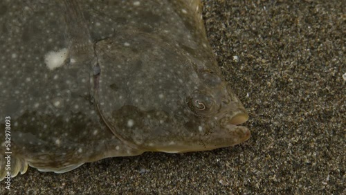 The stone flounder (Kareius bicoloratus) is a flatfish of the family Pleuronectidae. photo