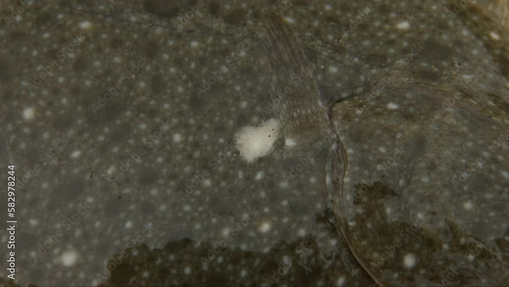 The stone flounder (Kareius bicoloratus) is a flatfish of the family Pleuronectidae. The stone flounder (Kareius bicoloratus) is a flatfish of the family Pleuronectidae.