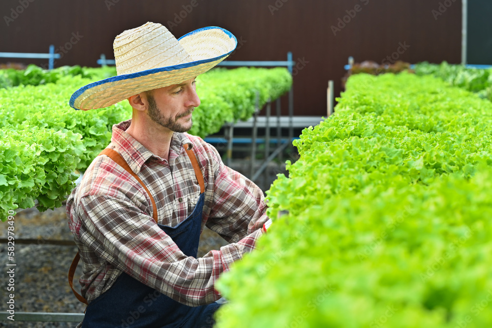 Farmer checking organic vegetable in greenhouse. Hydroponic plant harvest and healthy organic food concept