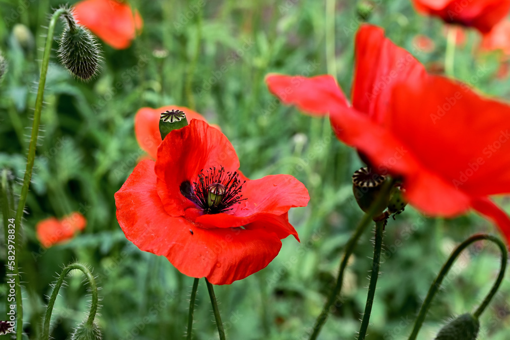 Obraz premium Poppy flower close-up. Spring concept. A gift to a woman.