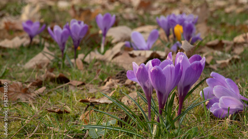 Crocuses in spring, among dead, dry leaves, purple spring flowers 