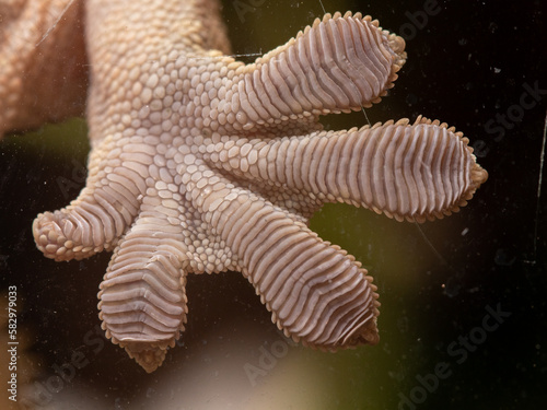 macro close up of crested gecko foot