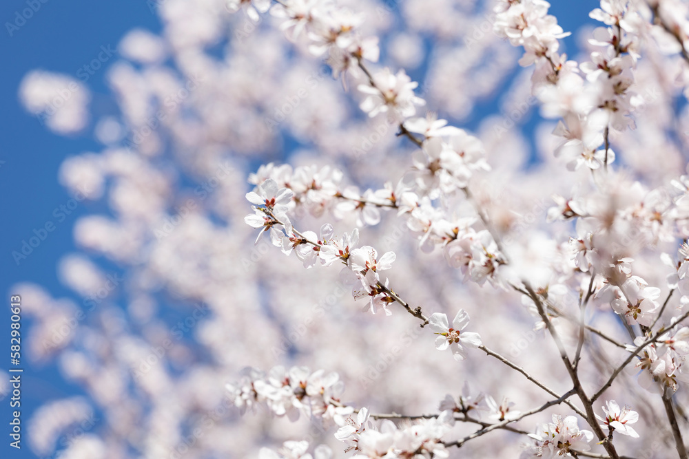 The mountain peach blossoms in full bloom