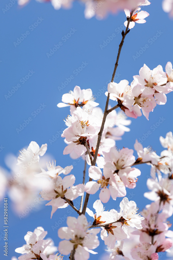 The mountain peach blossoms in full bloom The mountain peach blossoms in full bloom