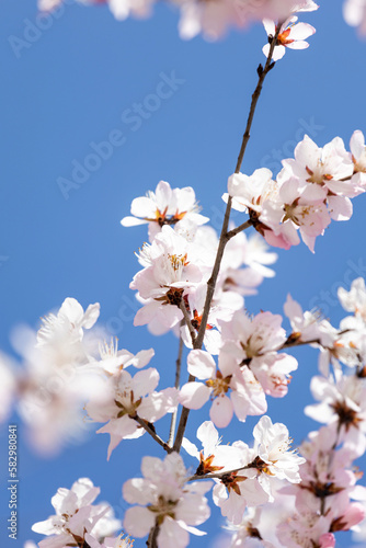 The mountain peach blossoms in full bloom