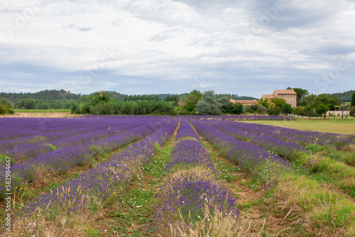 Purple blooming lavender field in Provence region