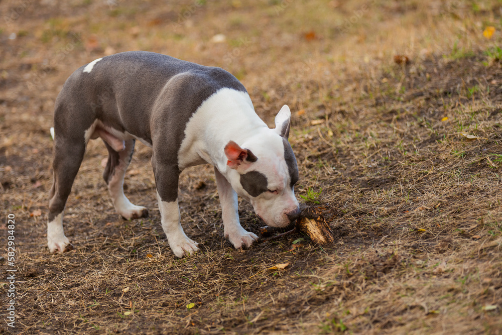 pit bull puppy is playing on the playground close-up