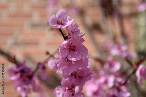 Pink cherry blossom on blurred brick wall background. Spring.