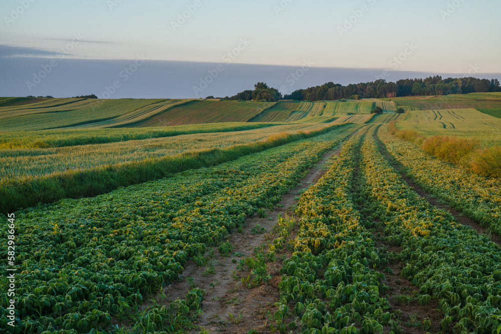Extensive,organic farming in Poland