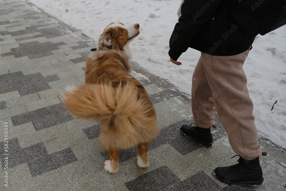 YAustralian Shepherd walks next to female owner obediently, top view from behind. Only human legs, no face. oung woman walks with dog along path in winter city park. Dog friendly territory.
