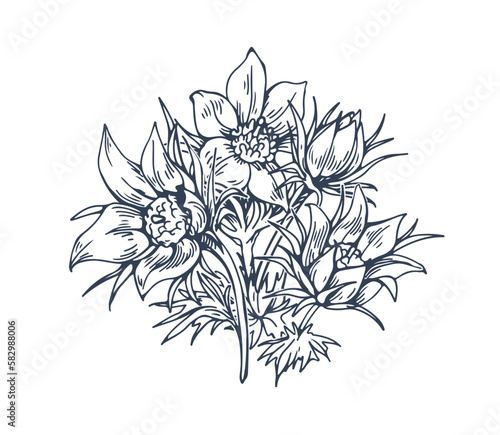 Cuadro en lienzo Pasque flower drawn in vintage style
