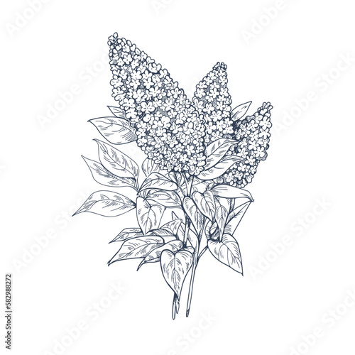 Outlined engraved lilac flowers. Contoured Syringa, retro detailed botanical drawing. Blooming floral plant drawn in old vintage style. Etched engraved vector illustration isolated on white background