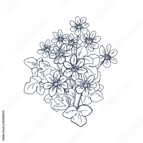 Engraved liverwort, vintage outlined botanical drawing. Hepatica flower drawn in old retro style. Contoured floral plant. Detailed blossomed liverleaf. Vector illustration isolated on white background