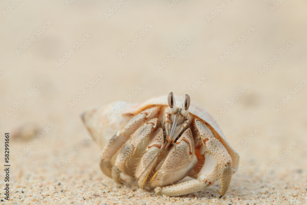 Hermit crab (Paguroidea) observes with eyestalks the direct surrounding.
