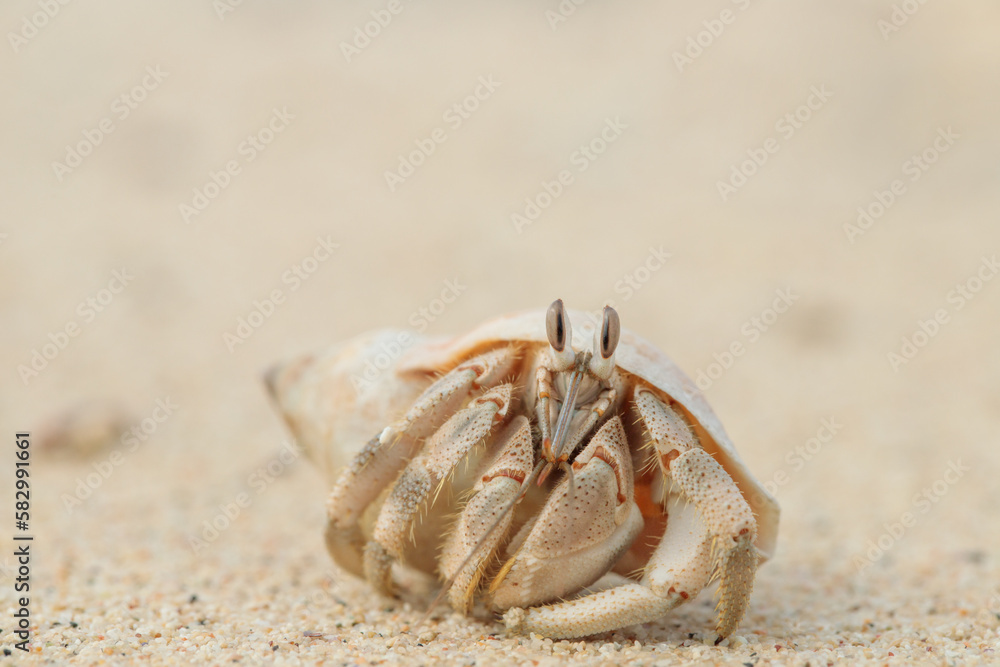 Hermit crab (Paguroidea) observes with eyestalks the direct surrounding. Hermit crab (Paguroidea) observes with eyestalks the direct surrounding.