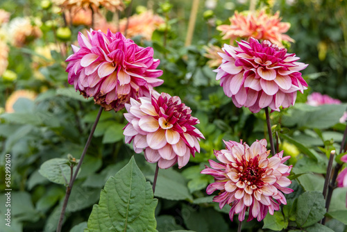 Fresh pink Dahlia flower head on light green defocused background. Dahlia petals closeup. Pink Dahlia blooming. Big autumn flowers. 