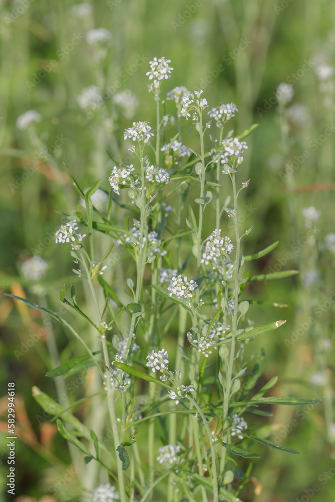 Garden cress (Lepidum sativum). Grown as intertillage. Focus on the blossoms slightly below the middle. Garden cress (Lepidum sativum). Grown as intertillage. Focus on the blossoms slightly below the middle.
