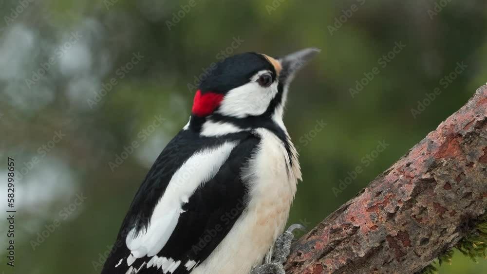 great spotted woodpecker male bird perched close view watching alerted Dendrocopos major natural world norway great spotted woodpecker male bird perched close view watching alerted Dendrocopos major natural world norway