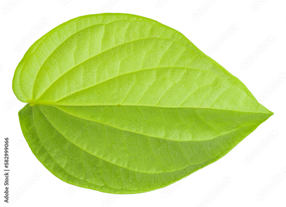 Fototapeta premium Green betel leaf isolated on a transparent background