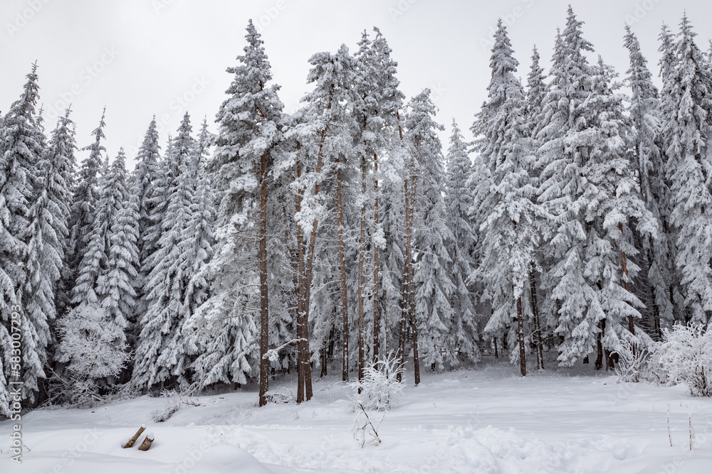 Beautiful winter landscape of pure white snow on trees in coniferous forest. Snowy weather conditions. Natural snowy texture background, fairy scene. Fir and pine wood sight, footprints on the ground. Beautiful winter landscape of pure white snow on trees in coniferous forest. Snowy weather conditions. Natural snowy texture background, fairy scene. Fir and pine wood sight, footprints on the ground.