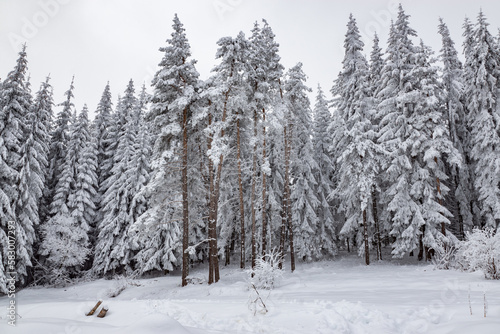 Beautiful winter landscape of pure white snow on trees in coniferous forest. Snowy weather conditions. Natural snowy texture background, fairy scene. Fir and pine wood sight, footprints on the ground. © Miglena Pencheva