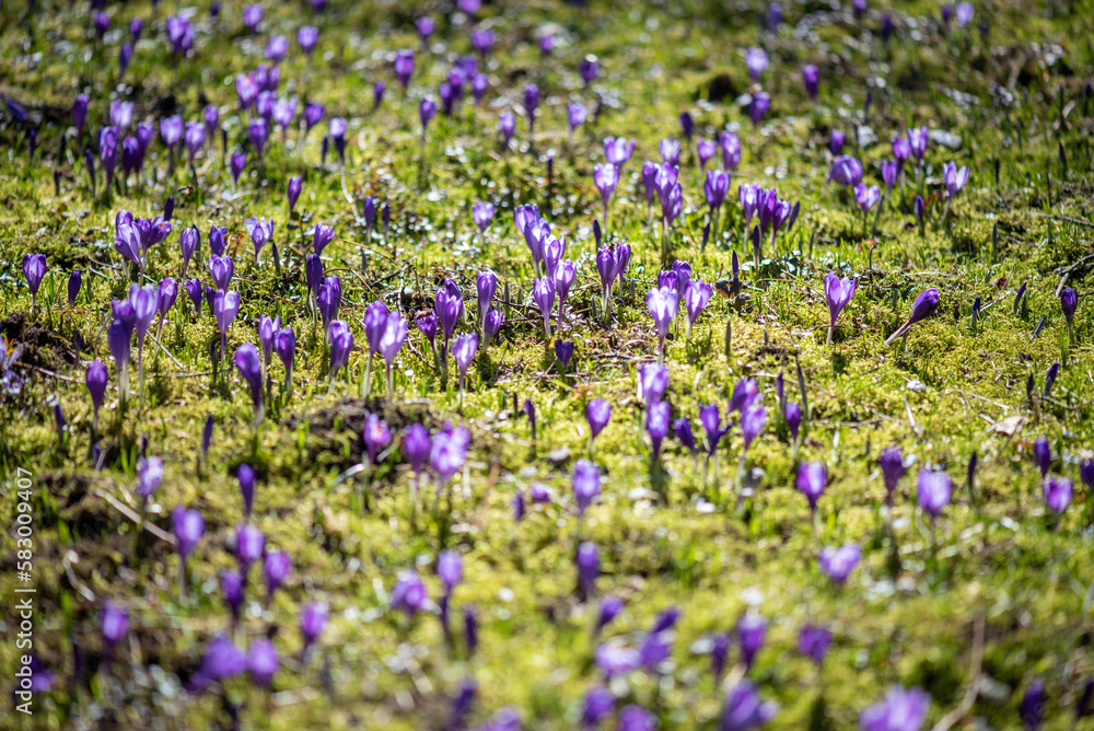 Naklejka premium Beautiful field of crocus flowers in spring