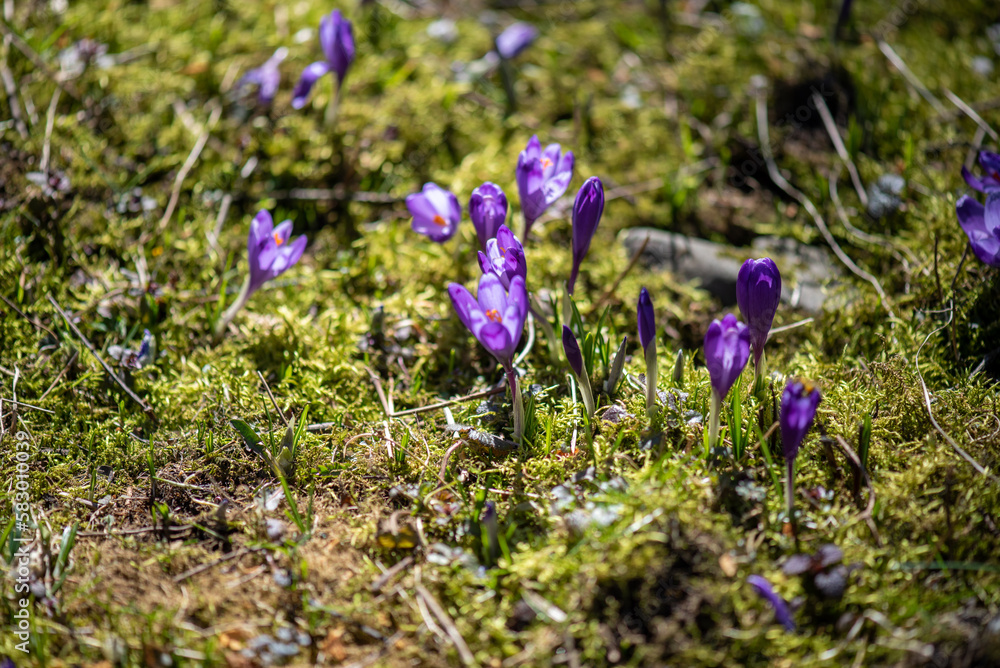 Beautiful field of crocus flowers in spring Beautiful field of crocus flowers in spring
